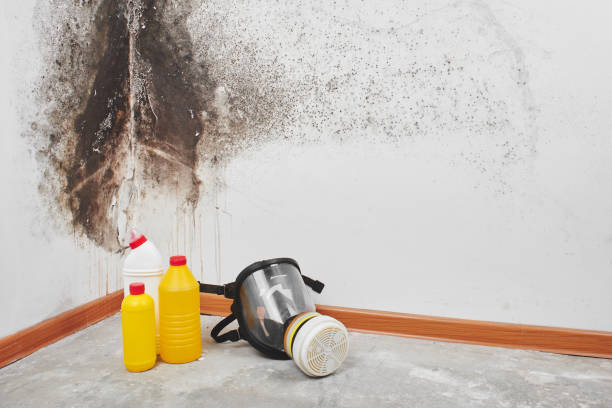 Best Office Mold Removal Services  in Big Spring, TX