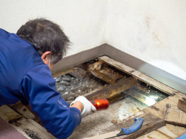Best Local Mold Removal Service  in Big Spring, TX