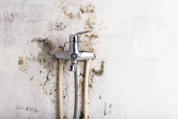 Best Fast Mold Removal  in Big Spring, TX