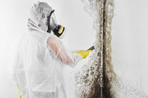 Best Mold Testing  in Big Spring, TX