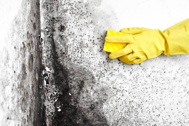 Best Best Mold Removal Companies  in Big Spring, TX