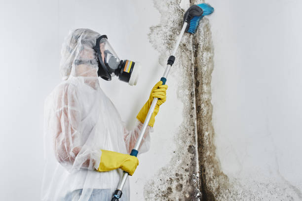 Best Fast Mold Removal  in Big Spring, TX
