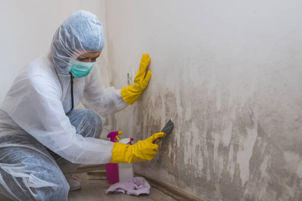 Best Mold Testing and Removal  in Big Spring, TX