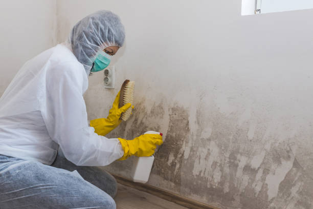 Best Toxic Mold Removal  in Big Spring, TX