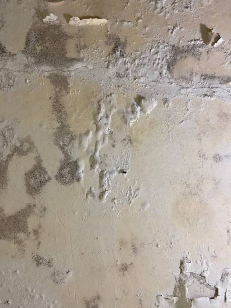 Reliable Big Spring, TX Mold Removal Solutions