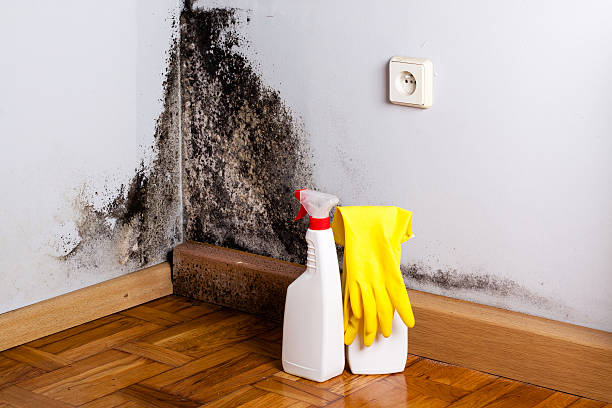 Best Mold Cleaning Services  in Big Spring, TX
