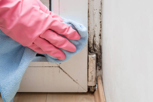 Best Attic Mold Removal  in Big Spring, TX