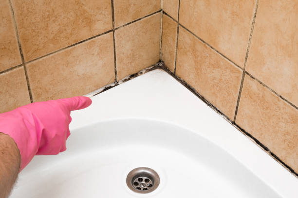 Best Office Mold Removal Services  in Big Spring, TX